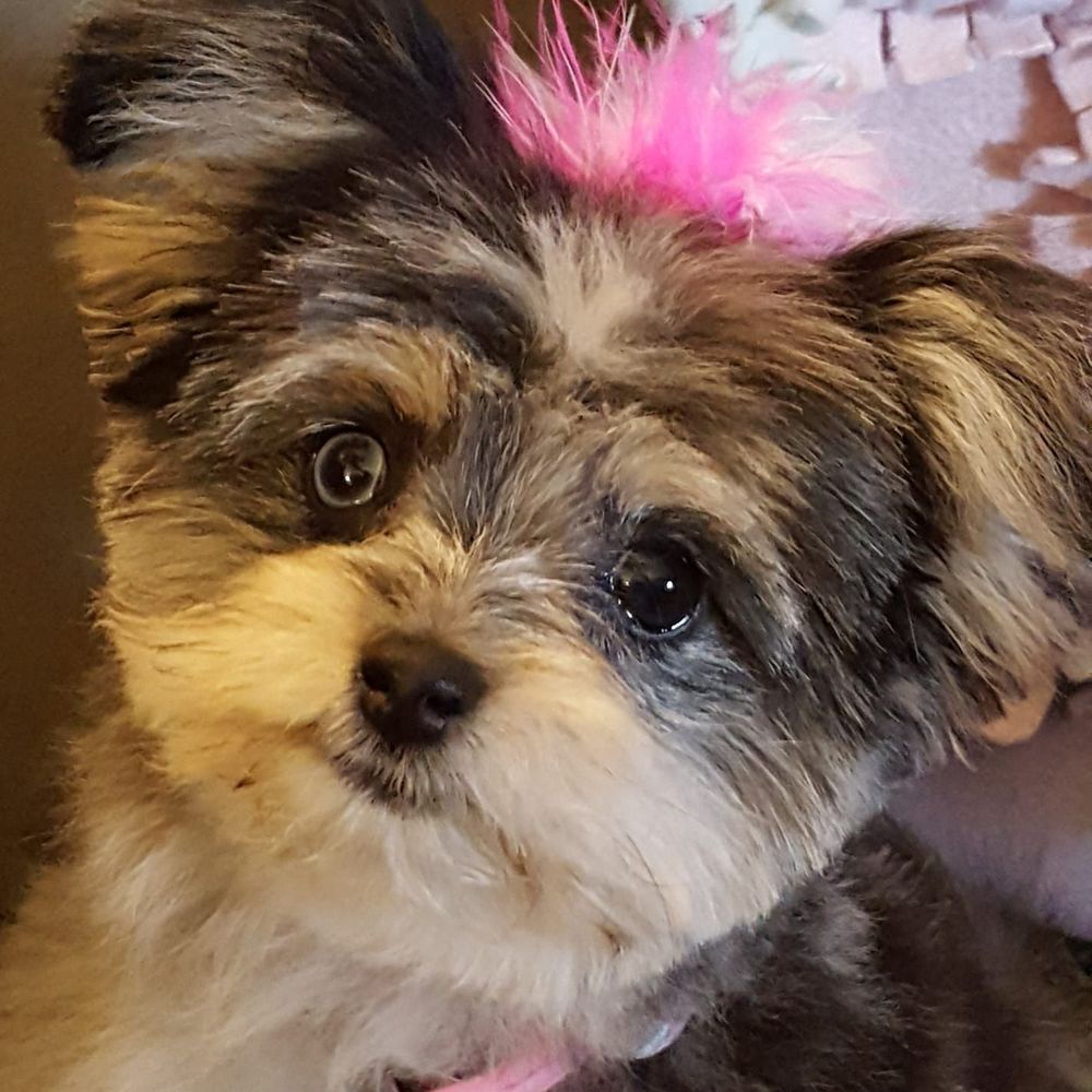 Meet your Posher, Lisa